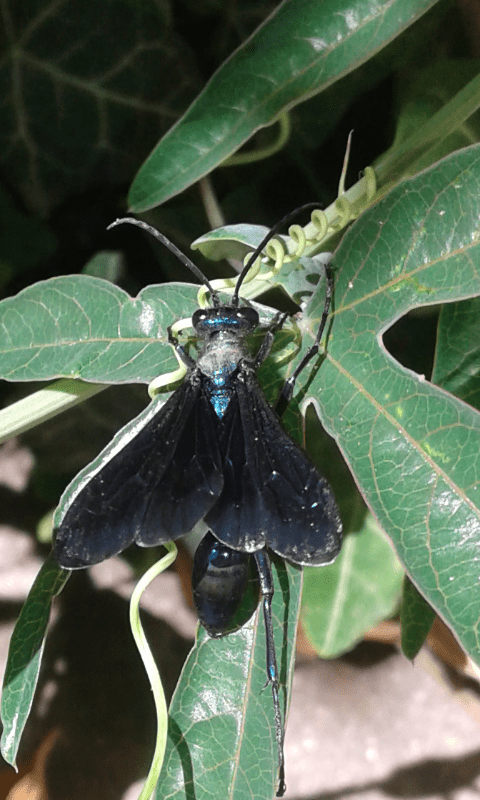 Chalybion sp. (Sphecidae), forse C. californicum? S.